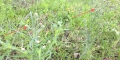 Canadian Fleabane