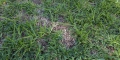 Common Kikuyu Destroying Lawns