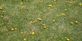 Dandelions
