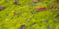 Moss In Lawns