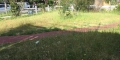 When Neighbours Lawns Are Filled With Weeds
