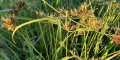 Nut Grass