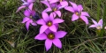 Guildford Grass or Onion Weed