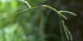 Paspalum