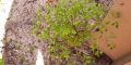 Petty Spurge