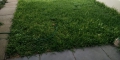 How To Restore A Really Weedy Lawn