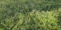 Controlling Wintergrass