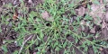 Wireweed